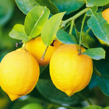 Load image into Gallery viewer, Sicilian  Lemon