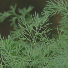 Load image into Gallery viewer, Dill