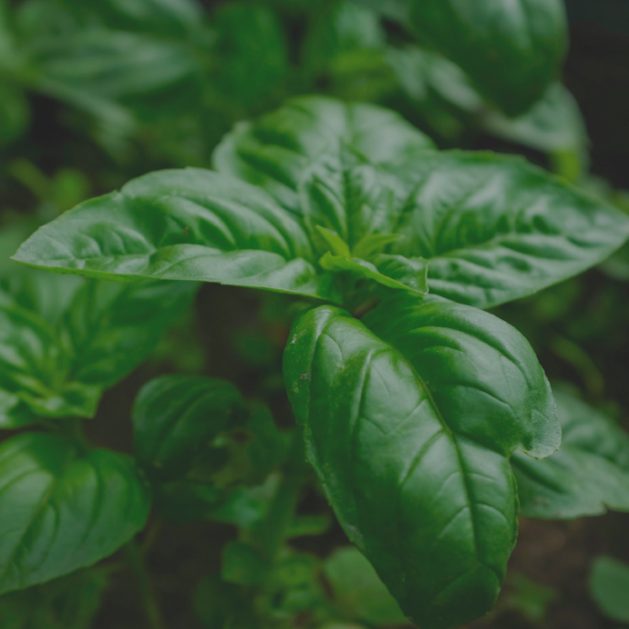 Basil