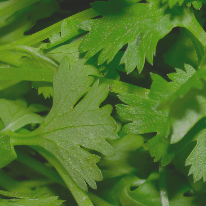 Cilantro & Onion
