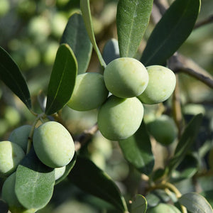 Arbequina-Mild Intensity