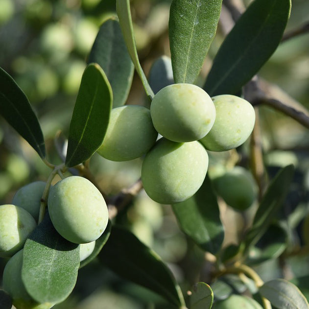 Arbequina-Mild Intensity